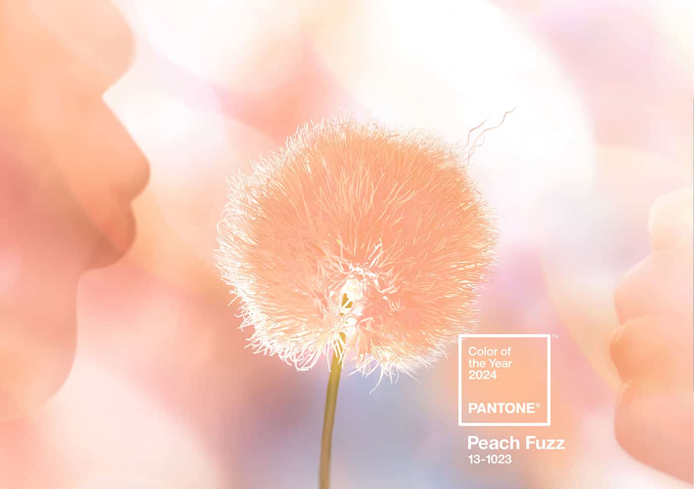 2024 Pantone Color of the Year Peach Fuzz